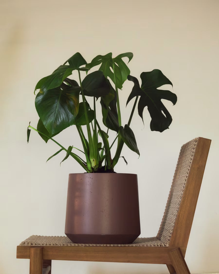 Calun maroon cement planter Ø 32cm