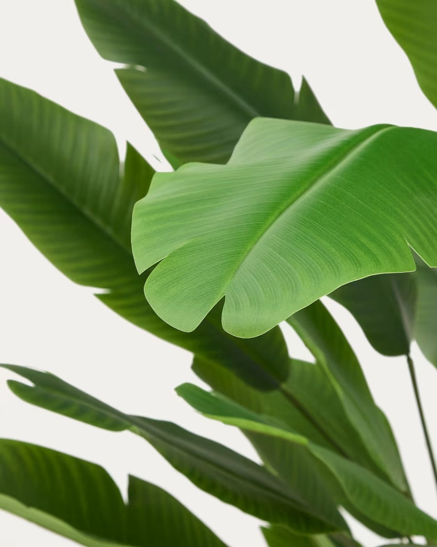 Artificial Banana Plant in Blackpot 210 cm